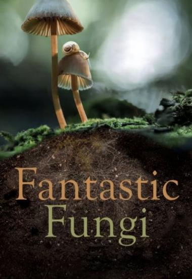 Fantastic Fungi 2019