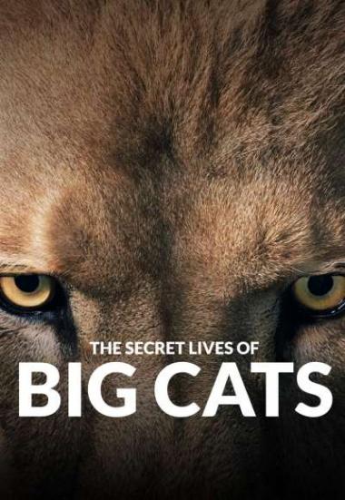 The Secret Lives Of Big Cats 2020