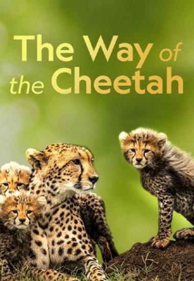 "Big Cat Week" The Way of the Cheetah 2022