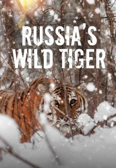 "Big Cat Week" Russia's Wild Tiger 2022