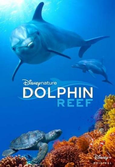 Dolphin Reef 2018