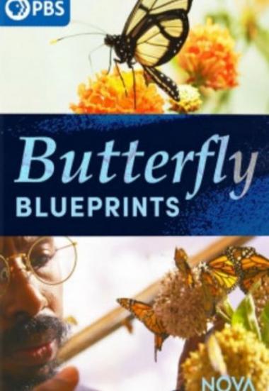 "Nova" Butterfly Blueprints 2022