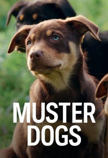 Muster Dogs 2022