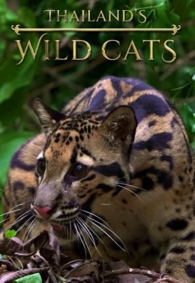 Thailand's Wild Cats 2021